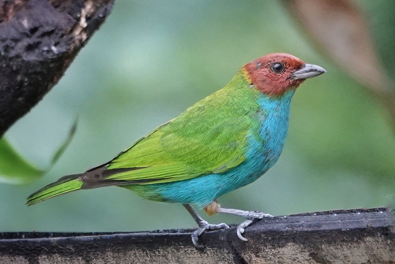 Tangara multicolore